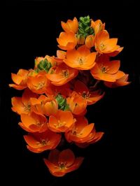 Ornithogalum Dubium - common name: sun star or star of Bethlehem