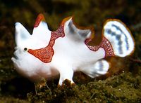 Clown Frogfish: Also known as the Warty Frogfish, these fish are masters of blending in, regardless of their odd appearance. Much like a chameleon and octopus, frog fish can change their coloring to match their surroundings. This ability to camouflage is amazing to watch and can make them very hard to spot.