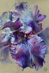 " Iris "