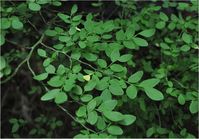 vaccinium parvifolium - Google Search