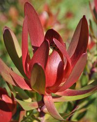 There’s no doubt, Safari Sunset is the most well-known Leucadendron, with millions of stems being grown in numerous countries around the world. This New Zealand raised hybrid cultivar is a delightful blend of L. Laureolum x L. Salignum. Delivering not only a burst of color in the field, Safari Sunset’s deep-red bracts bring a rich look to floral designs as well. Stunning no matter how you display it…. perfect when blended with an array of flowers or flaunted as a focal flower in boutonnières.