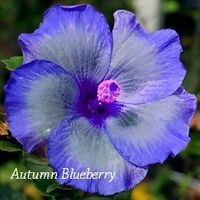 Autumn Blueberry