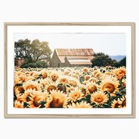 Fine Art Sunflower Field and Barn Print- Farmhouse Wall Decor, Cottagecore Bedroom or Cottage Chic Wall Art Decor, Rustic Botanical Photo