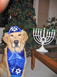 Jewish puppy