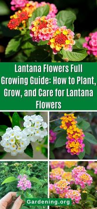 Lantana Flowers Full Growing Guide: How to Plant, Grow, and Care for Lantana Flowers