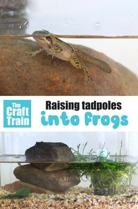 Raising tadpoles: Creating an observation tank | The Craft Train