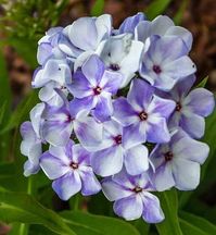 Plox Paniculata Flame Marine - Plamenac