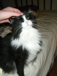 What a happy, perfect, fluffy black and white cat. <3