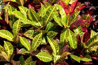 Croton Plant Varieties - 25 Types of Crotons | Garden Gear Shop