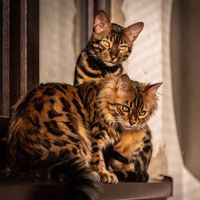 Photo: Wojtek Czachurski (Cezar & Borys' owner). Sirocco Bengals and Cashmeres Cattery.