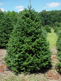 Exotic Conifers: The Canaan Fir - Vans Pines Nursery, Inc