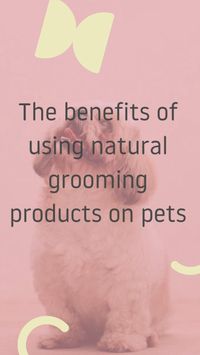  

In recent years there has been a massive boom in the natural pet grooming industry. More and more pet parents opt for healthier and more sustainable solutions such as natural and organic shampoos and conditioners for their most loyal friends.
 • 
 • 
 • https://www.doglyness.com/blogs/news/the-benefits-of-using-natural-grooming-products-on-dogs

