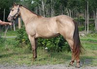 sable champagne - Quarter Horse mare Champagne Temptation