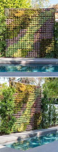 On the wall that runs alongside this modern swimming pool is a patterned green wall that's filled with succulents. #GreenWall #Succulents #Garden