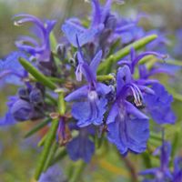 - Rosmarinus officinalis 'Mozart' (rosemary 'Mozart')