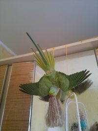 Indian Ringneck parrot. My cutie named Jojo<3