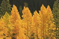 Populus tremuloides (American Aspen) is a medium sized deciduous tree of softly pyramidal habit with a narrow, rounded crown boasting rounded, finely toothed, lustrous dark green leaves, up to 3 in. long (7 cm). They turn brilliant golden-yellow in the fall. The leaves have a flattened petiole which allows them to flutter and tremble in the slightest breeze, constantly moving and rustling, so that trees can often be heard but not seen. In mid spring, before the leaves emerge, small male and ...