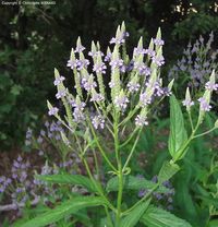 La verveine officinale