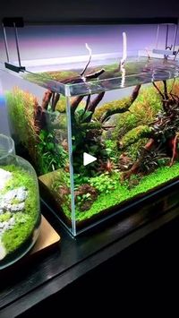 8.1K views · 287 reactions | #plantedtank #plantedaquarium #aquariumhobby #aquascape #aquariumhobby #dutchstyleaquascape #bucephalandra #natureaquarium #natureaquascape | Aquavibeph