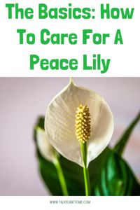 The basics on how to care for a peace lily! Read this before getting a peace lily house plant!