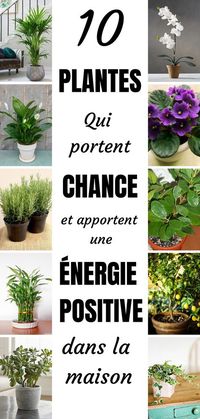 Les plantes amènent une énergie particulière dans votre maison. Tout comme les êtres humains, certaines sont plus positives que d’autres. Voici une liste des 10 plantes qui transformeront votre foyer en un endroit de bien-être et d’ondes positives.