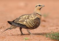 avianeurope: Pin-tailed Sandgrouse (Pterocles alchata) »by Rudolf Bigler