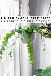 Ric rac cactus care couldn’t be easier! Learn all about how to take care of this unique fishbone cactus that looks stunning in hanging pots and planters, as well as how to propagate it.