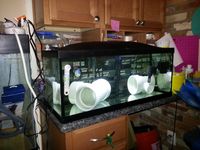 Setting Up A Quarantine Tank and How To Quarantine Fish; A Guide