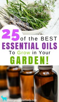 25 Essential Oils To Grow In Your Garden! - The Organic Goat Lady