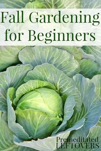 Fall Vegetable Gardening for Beginners - Tips for getting started with a vegetable garden this fall