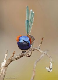 Malurus pulcherrimus in colorful breeding plumage. This small songbird Inhabits coastal heath and drier woodland areas in south / southwestern Australia.