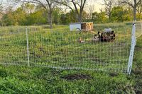 Rotational Grazing Using Electric Netting - Meyer Hatchery blog #rotationalgrazing #pasturedpoultry #homesteading #cornishcross #jumbocornish #rainbowrangers #freedomrangers #kosherrangers #chicken #freshgrass #predators