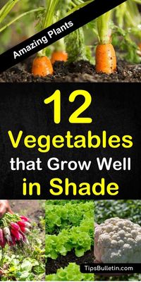 Discover 12 amazing vegetables that grow well in shade. The perfect veggies and herbs for any yard or raised beds planting in spring or summer. The ideal garden plants for low sunlight or shadow areas.