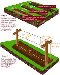 How to grow raspberries