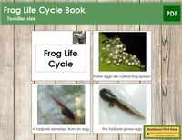 Frog Life Cycle Book Printable Toddler Montessori Materials | Etsy