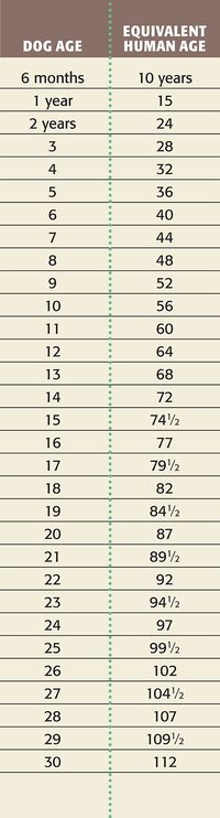 Dog Age Calculator Find Dog's Age In Human   Years. ~ So, it not really, 1 human year = 7 dog years!