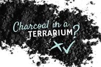 Activated Charcoal for Terrariums – Is It Necessary? - Terrarium Tribe