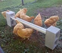 Learn how to keep your chicken coop cool, save money on feed, and make sure your chickens lay more eggs with this great list of hacks and tips for your backyard chicken coops! #BackyardChickens #Chickens #ChickenCoop #RaisingChickens #Hacks #Lifehacks #Homestead #Homesteading #Eggs #LayingHens #Roosters