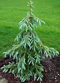 32 Dwarf Conifers For Landscaping