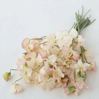 Sweet Pea Bix – Floret Flower Farm