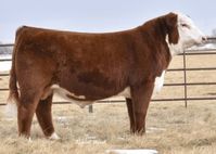 CRR 028X SCREENSHOT 511 • Cattle Visions • Premier Multi-Breed Online Semen Distributor