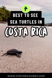 Costa Rica is a prime destination for turtle watching, known for several species that nest along its beautiful beaches. This guide highlights the best locations and times to witness these magnificent creatures, including nesting sites for sea turtles like the Olive Ridley and Leatherback. Experience the magic of turtle conservation efforts and learn how you can contribute to their protection while enjoying the breathtaking natural surroundings.