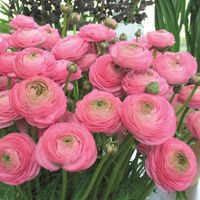 Ranunculus Aviv pink corms/bulbs - I did not grow these myself but I was able to get a quantity of them from a reputable grower that I know. Ranunculus are beautiful ruffled flowers that come up in the spring time. These are medium pink in color. Aviv ranunculus have larger than average blooms. They will come back every year and the bulbs will multiply. Price is per corm or by the dozen