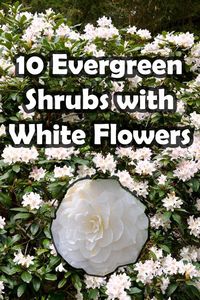 Evergreen shrubs with white flowers provide the perfect contrast between vibrant white blooms and lush green foliage. In this article I will list and summarise 10 evergreen shrubs with white flowers perfect for any garden theme.