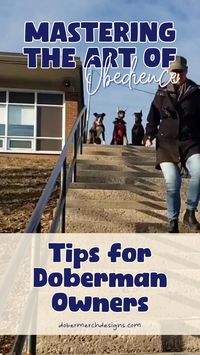 Dog Training Tips for Doberman Owners