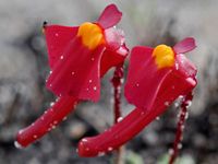 Utricularia menziesii (Redcoats Bladerwort)