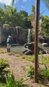 #elephant #zoo #australia #summer