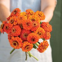 Queeny Pure Orange - Zinnia Seed | Johnny's Selected Seeds