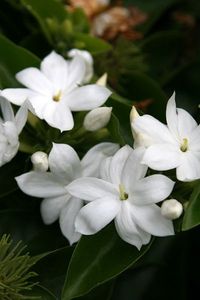 Jasmin d'Arabie, Jasmin sambac,Jasminum sambac