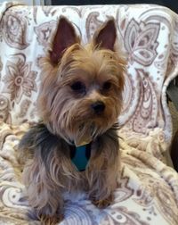 Dog adopted - Bradford, a Yorkshire Terrier in Castro Valley, CA | Petfinder